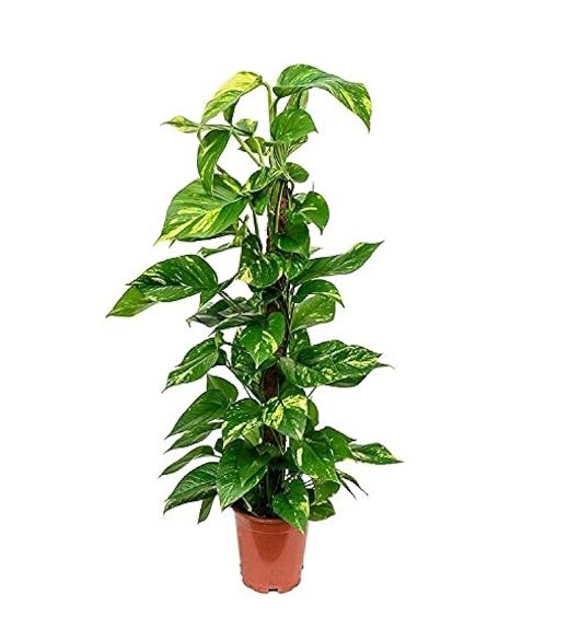 EPIPREMNUM MOSSTICK 100CM