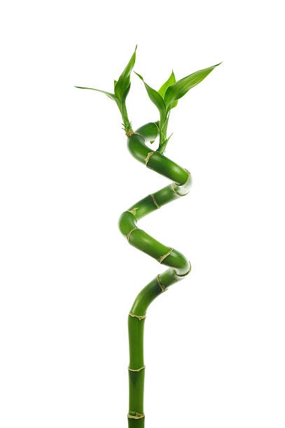 LUCKY BAMBOO SPIRAL 80CM