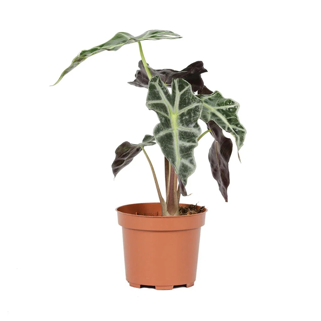 Alocasia polly