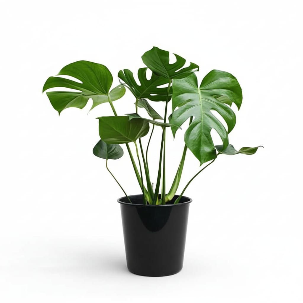 Monstera Deleciosa 55 cm