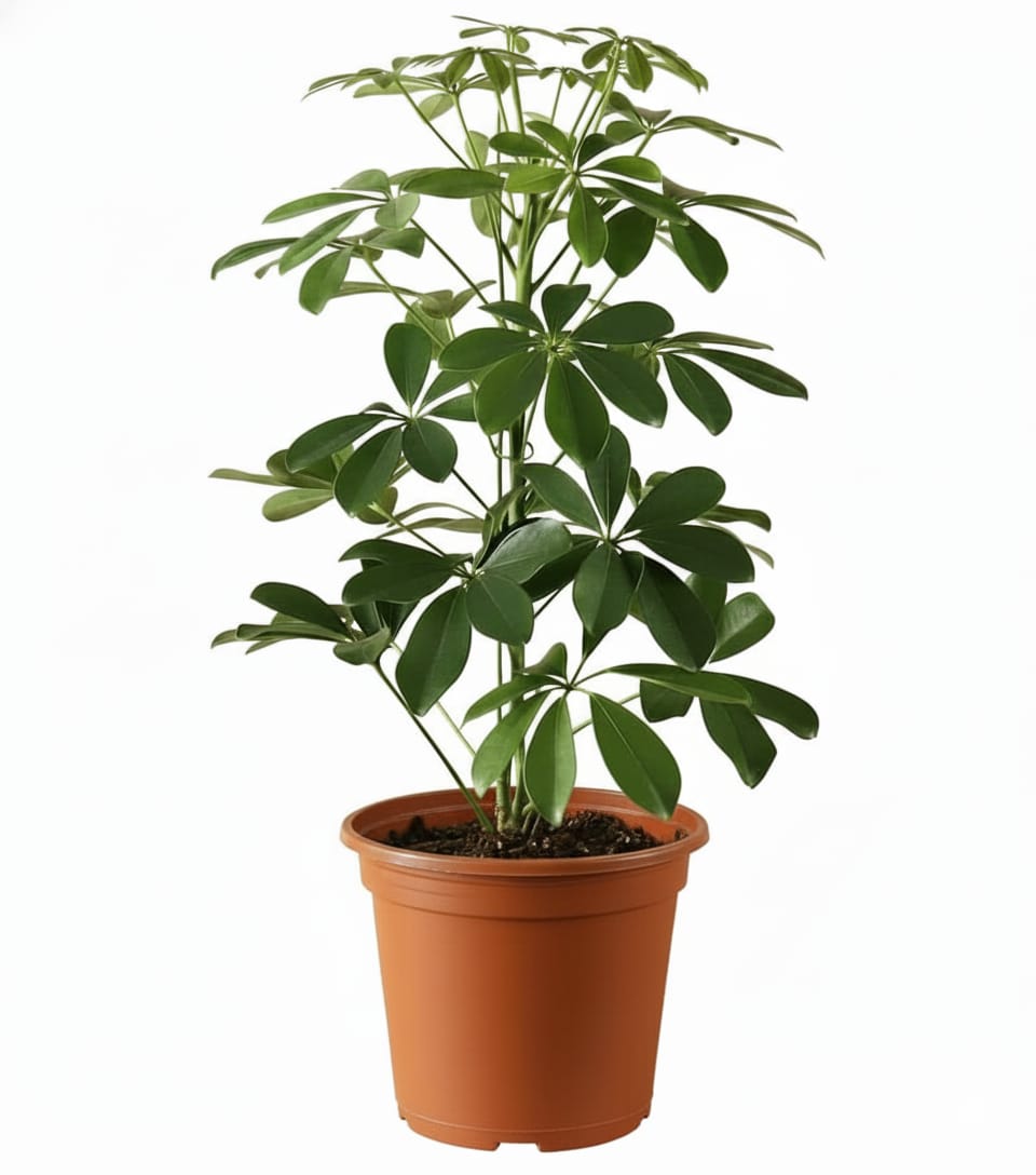 Schefflera Compacta 100 cm