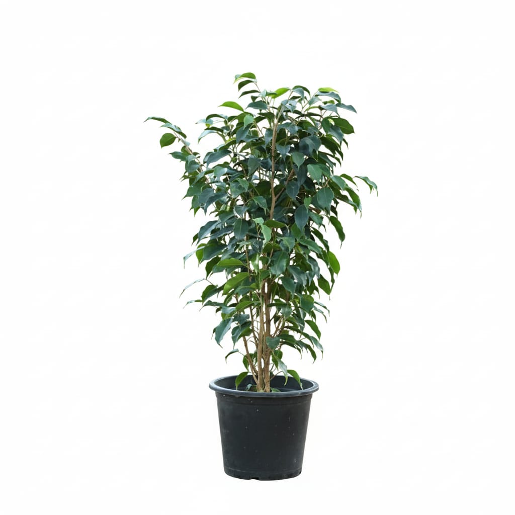 Ficus benjamina 100 cm