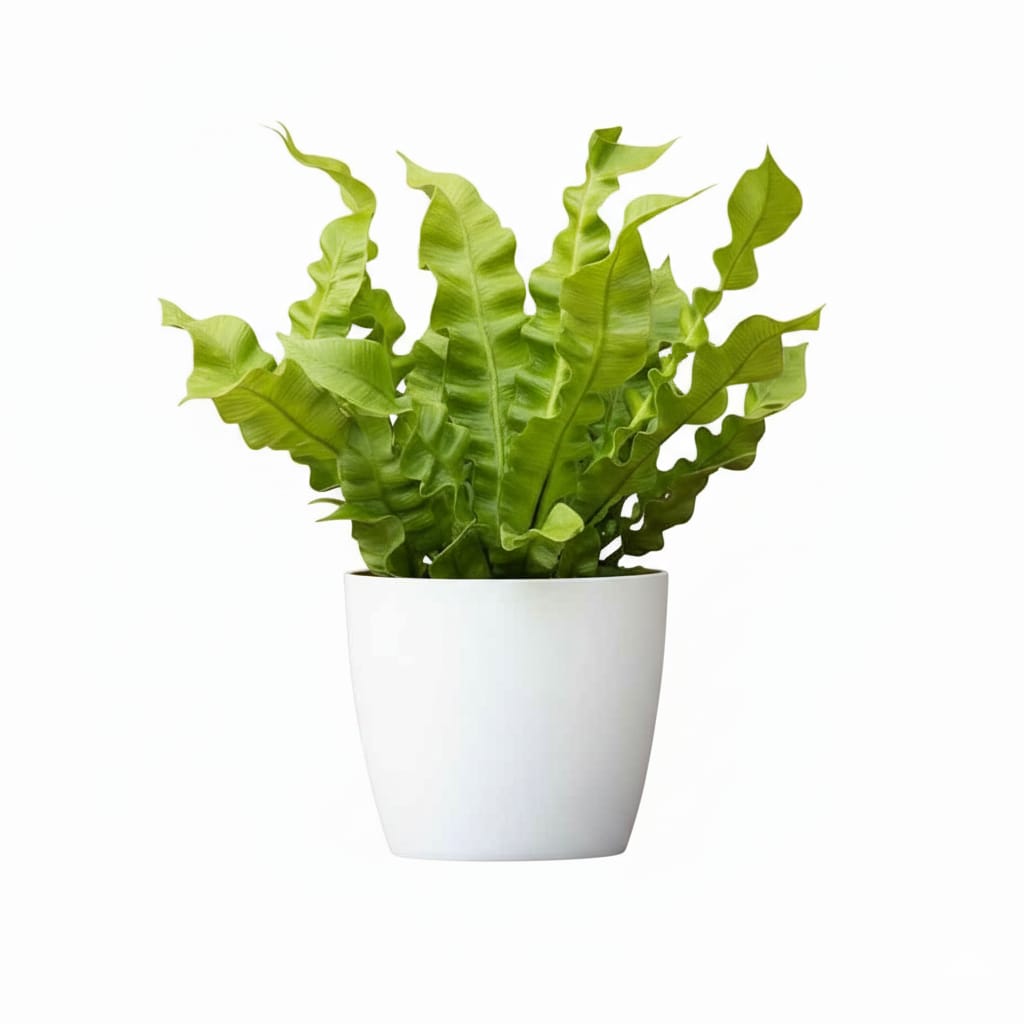 Asplenium Nidus 25cm