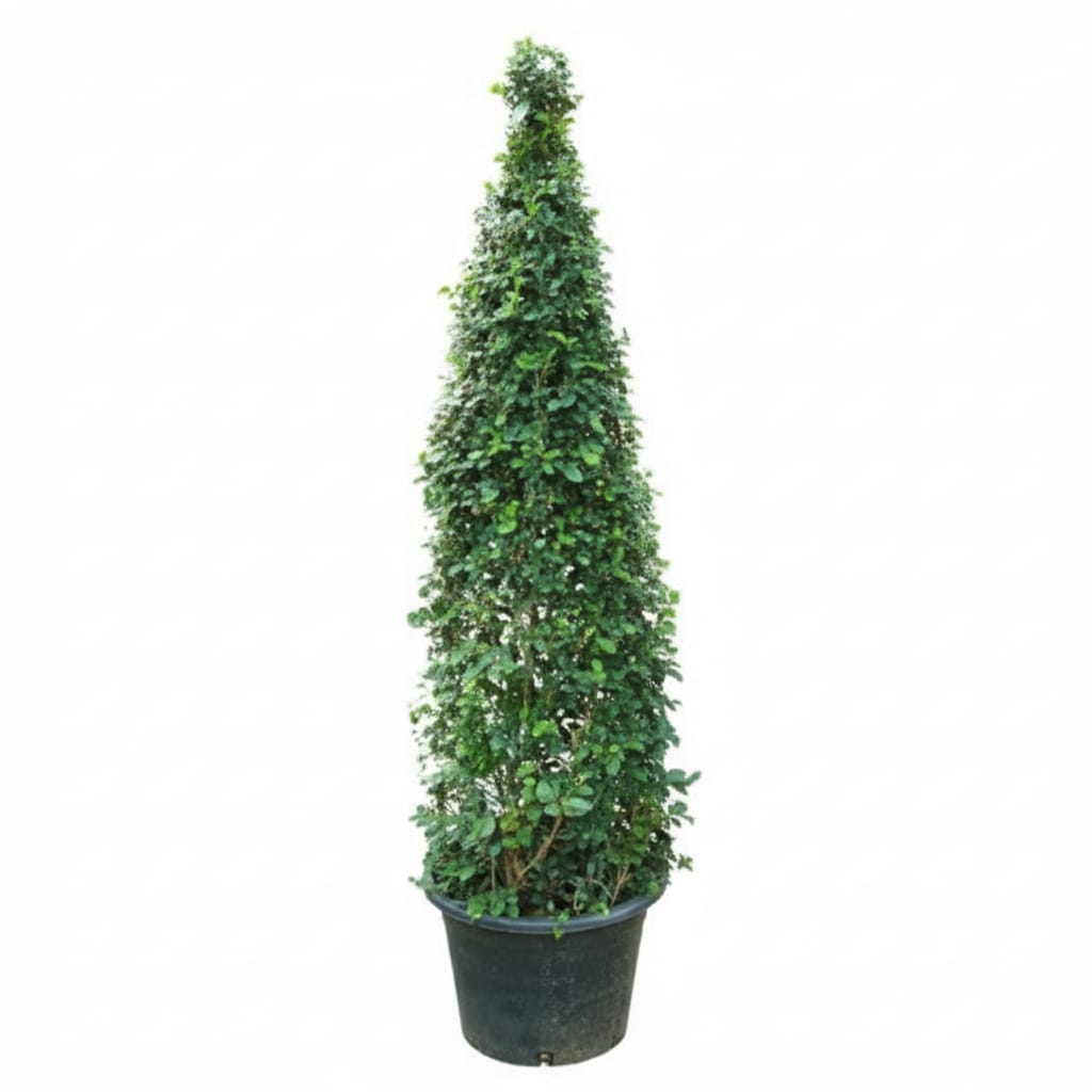 Ehretia Cone Shape 150cm