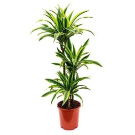 Dracaena Lemon Lime 3PP 150CM H