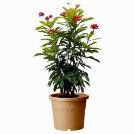 Jatropha
