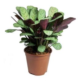 CTENANTHE BURLE