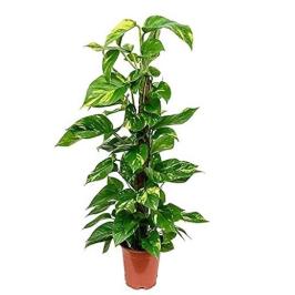 EPIPREMNUM MOSSTICK 100CM