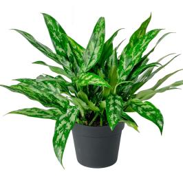 AGLAONEMA MARIYA