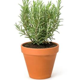 ROSEMARY