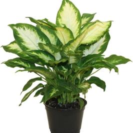 DIEFFANBACHIA CAMILA
