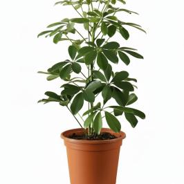 Schefflera Compacta 100 cm