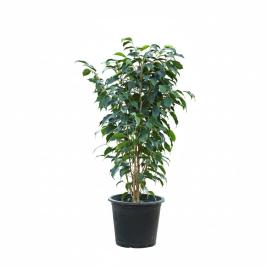 Ficus benjamina 100 cm