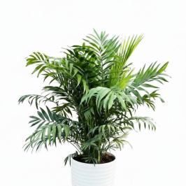 Chamaedorea Elegans 35cm